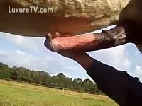 Guy Plays with a Horse's Penis as Huge as a Baseball Bat